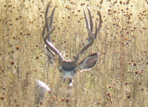 buck.JPG