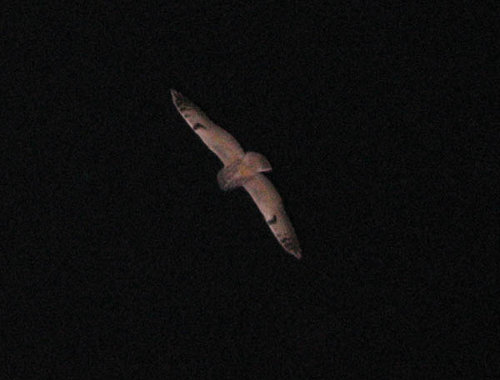 Owl4.jpg
