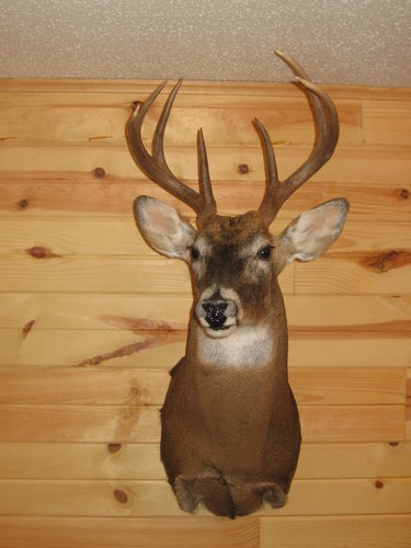 2006 Winkle WT 1.JPG