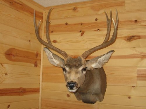 2006 Bow Mulie 1.JPG