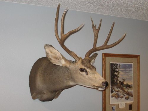 2006 Bow Mulie 3.JPG