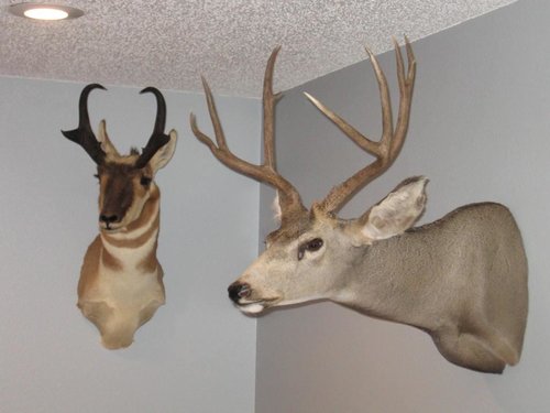 2006 Bow Mulie 4.JPG