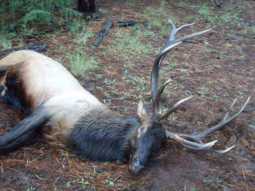 Chad's Elk Hunt 2.jpg