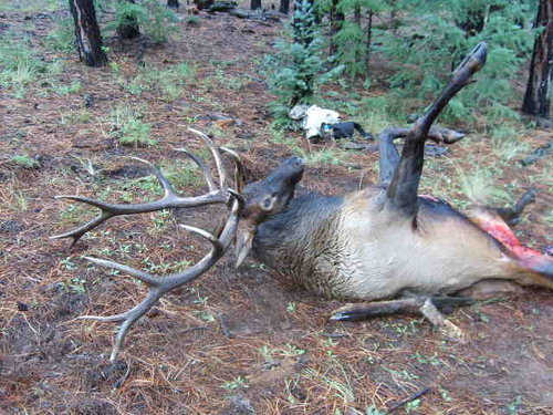 Chad's Elk Hunt 8.jpg
