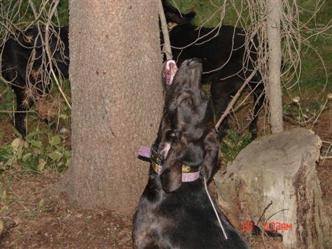 training pups 014.jpg