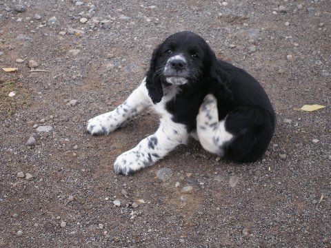 springers009.jpg