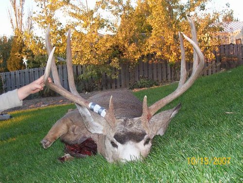 Oct07deer front.JPG