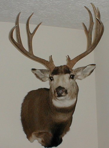 Montana Muledeer.jpg