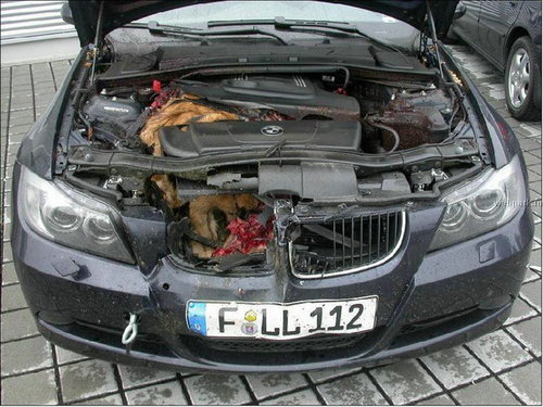 bmw1.jpg