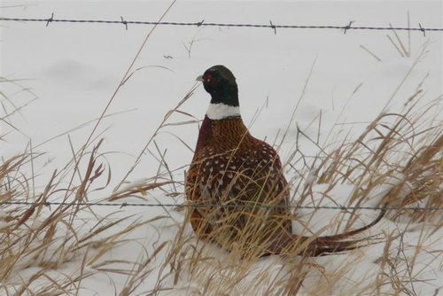 P1010658 (Medium).JPG