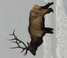 =iso-8859-1''Copy of elk farm.jpg