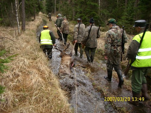 Red Stag Hunt Latvia 019.jpg