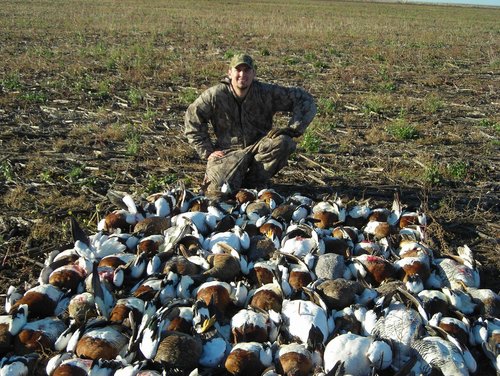 Geese.JPG