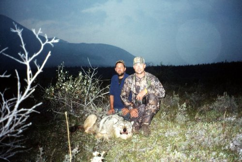 Yukon_hunt_Wolf 2.jpg