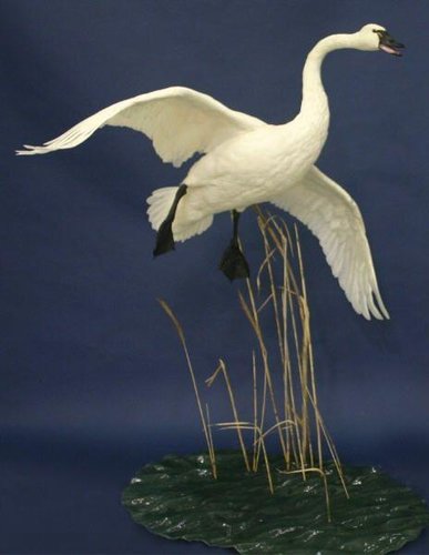 swan2 - Copy.jpg