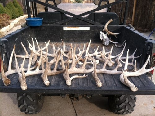 horn hunt2015_JPG.jpg