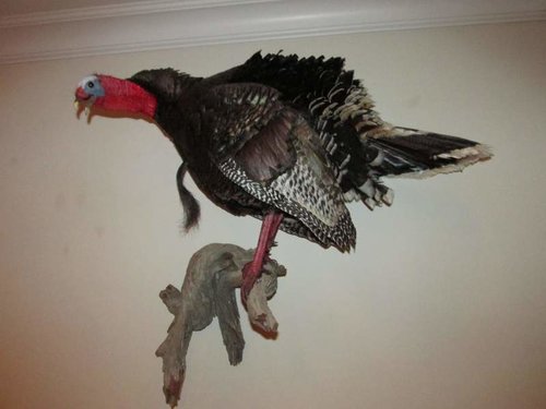 Turkey Mount 003.jpg