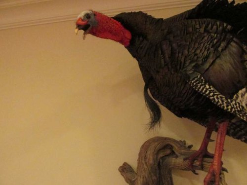 Turkey Mount 004.jpg