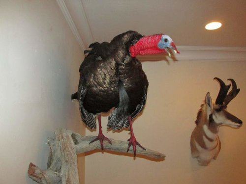 Turkey Mount 006.jpg