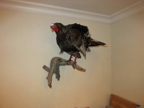 Turkey Mount 002.jpg