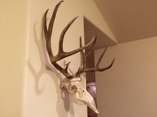 Muley4x4.jpg