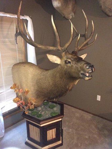 elk mt 1.jpg