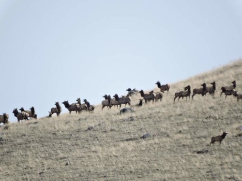 HT elk chico 2015 #1.jpg HT elk chico 2015 #1.jpg