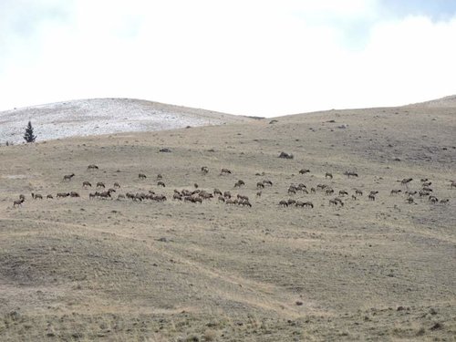 HT elk chico 2015 #2.jpg HT elk chico 2015 #2.jpg