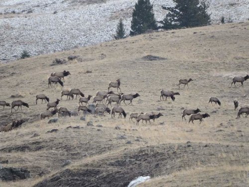 HT elk chico 2015 #4.jpg HT elk chico 2015 #4.jpg