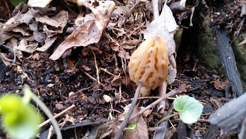 mushroom1.jpg