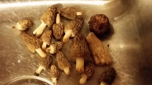 mushroom2.jpg