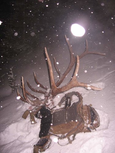 2009 elk.jpg