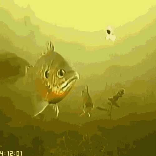 fish-yoink.gif