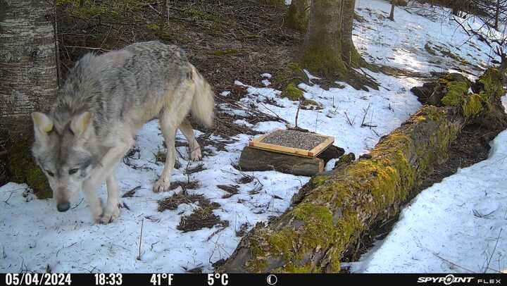 20240405 Wolf B.jpg 20240405 Wolf B.jpg