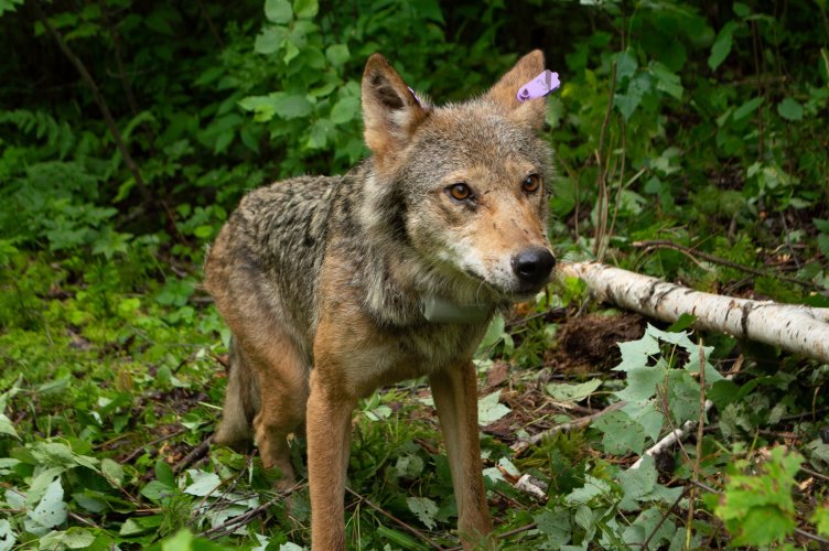 summer wolf B.jpg summer wolf B.jpg