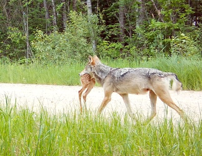 summer wolf.jpg