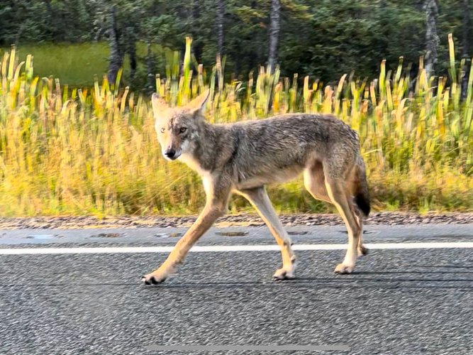 young wolf.jpg young wolf.jpg