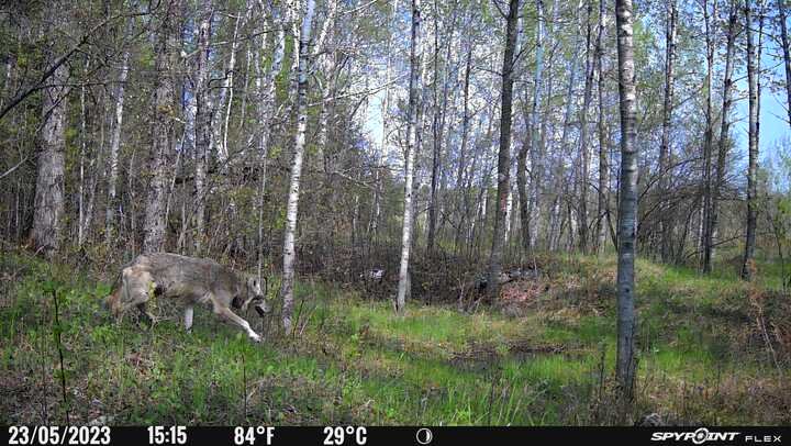 20230523 Wolf.jpg 20230523 Wolf.jpg