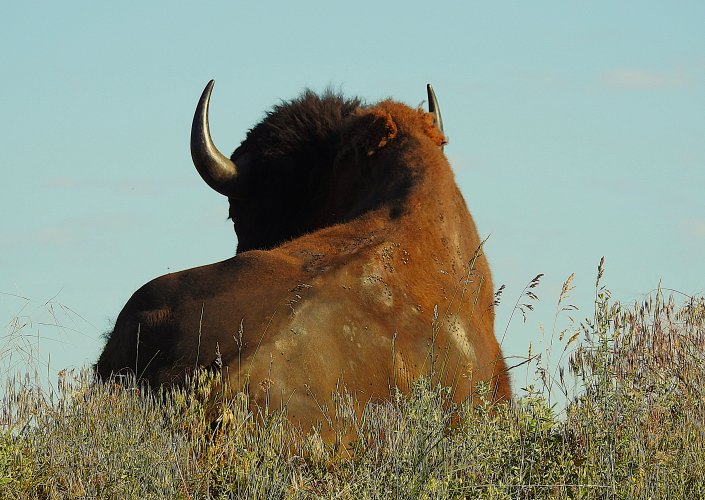 Bison18_format5_7.JPG Bison18_format5_7.JPG