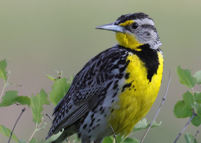 meadowlark513_cropped.JPG meadowlark513_cropped.JPG