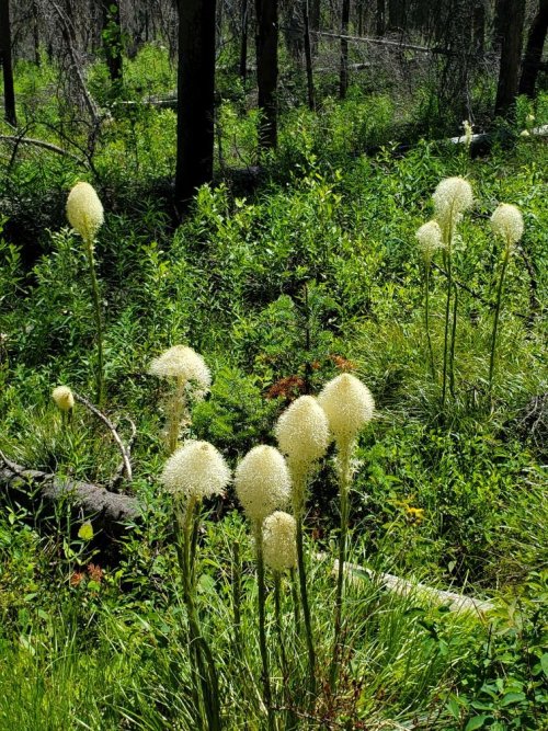 Beargrass.jpg
