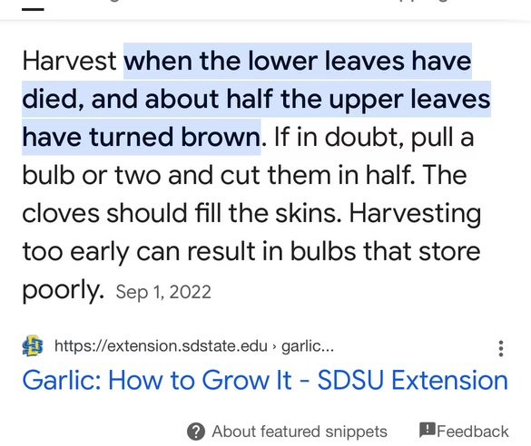 when is garlic ready to pick in South Dakota - Google Search.jpeg