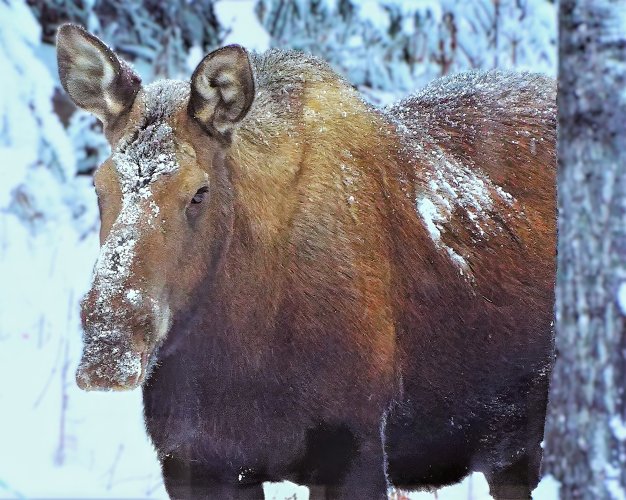 cowcropped-topaz-denoise-sharpen.jpeg cowcropped-topaz-denoise-sharpen.jpeg