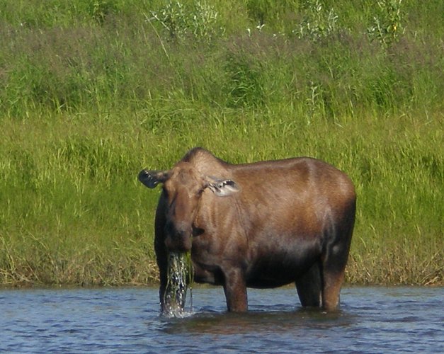 CowMooseNushagakformat5_4.jpg CowMooseNushagakformat5_4.jpg