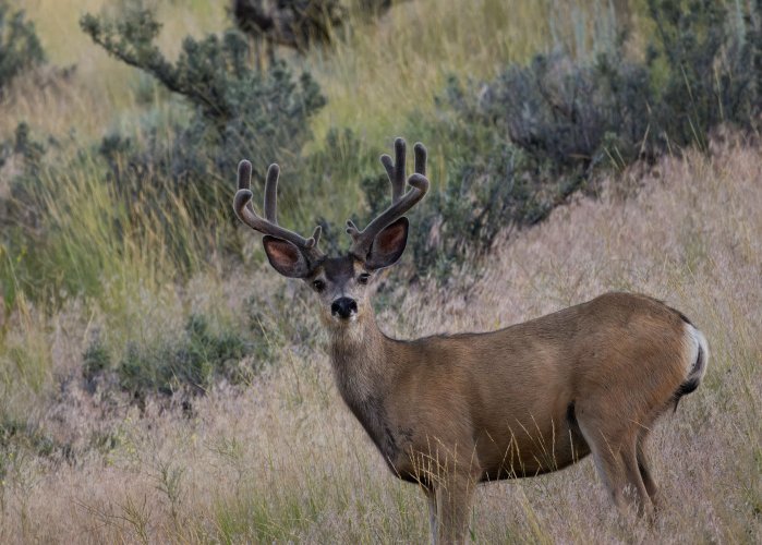 muley_buck_1mb.jpg muley_buck_1mb.jpg