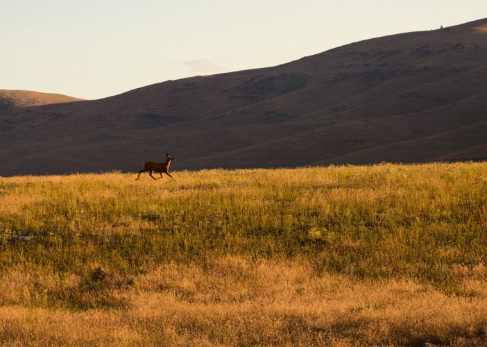 muley_doe_landscape_1mb.jpg muley_doe_landscape_1mb.jpg