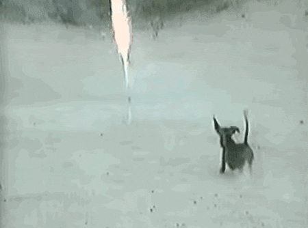 fire-works_071d8b.gif_attachment_cache_bust=4731307.gif