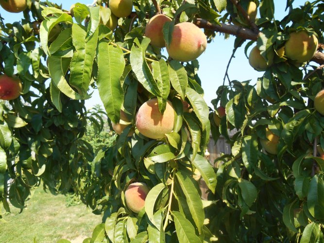 peaches2.JPG peaches2.JPG