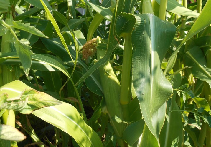 corn.JPG corn.JPG
