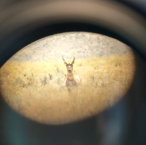 curious_buck.JPG curious_buck.JPG